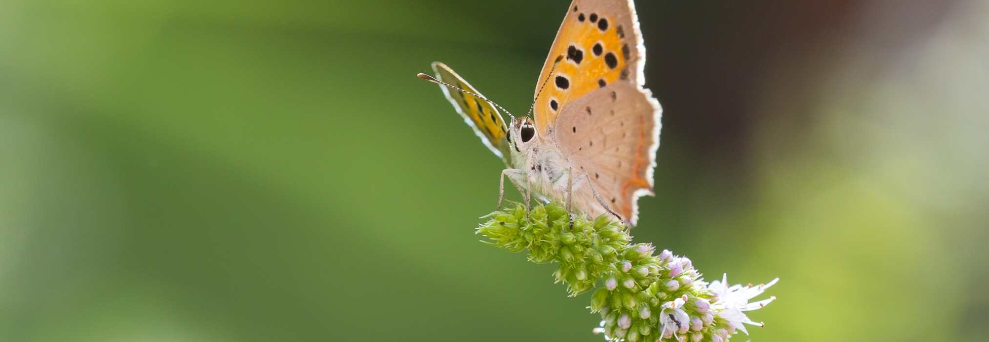 Butterfly on mint